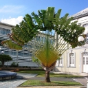 Strange Palm Trees.jpg